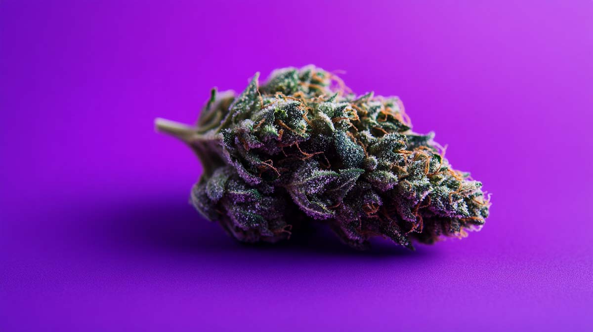 Runtz Og