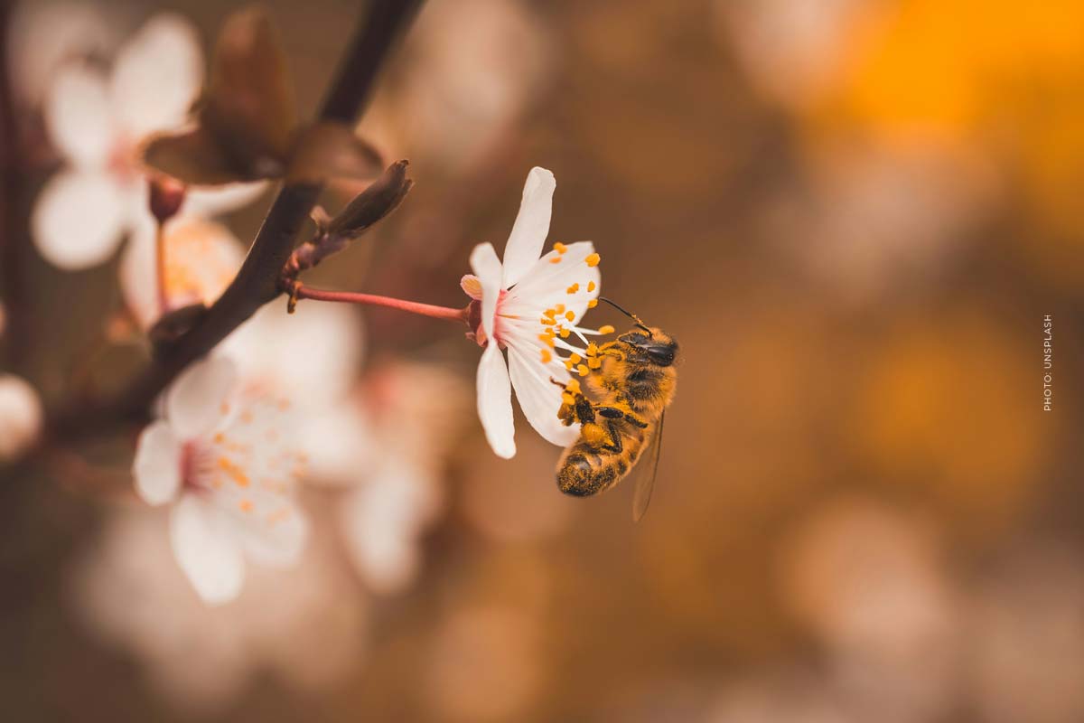 projekt-bienen-schutz-natur-blute-kirschbaum
