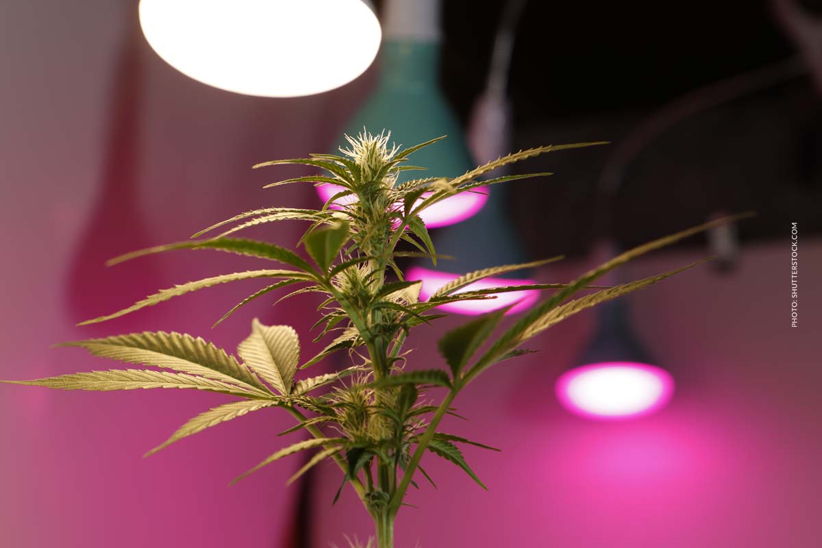 cannabis-anbau-licht-uv-alternativen-wachstum-forderung