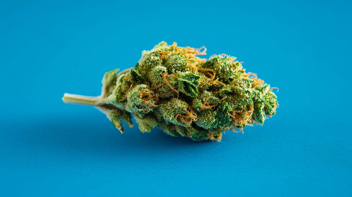 cannabis-sorte-wiki-hanf-weed-shop-indica-nothern-lights