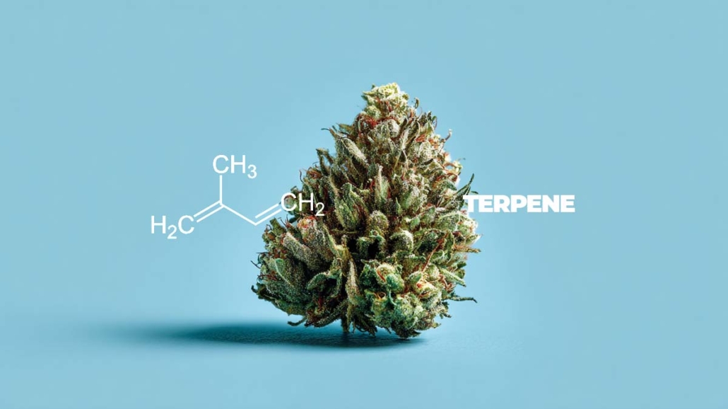 terpene-sorte-cannabis-weed-aroma-geschmack-liste-tabelle-wirkung-bud-blute-molekul-chemi